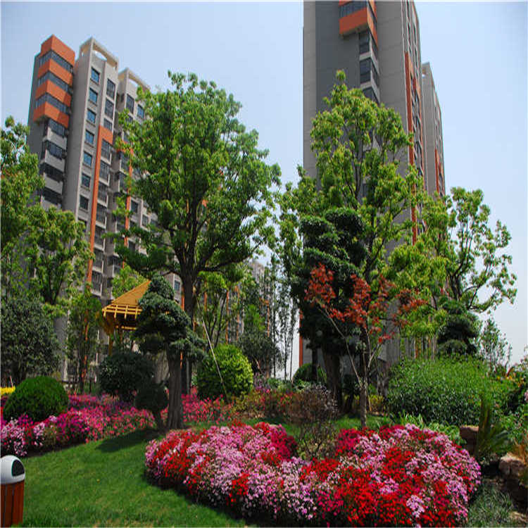 景(jing)點擺(bai)蘤(hua) 10