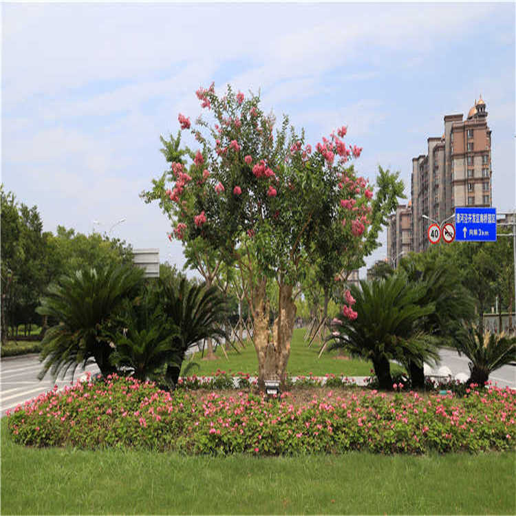 景(jing)點擺(bai)蘤(hua) 16