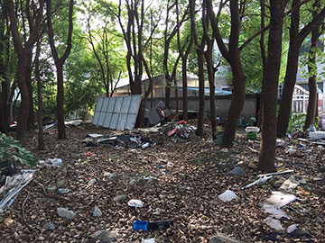 1.林帶原(yuan)始(shi)麵貌(mao).jpg