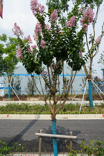 軌(gui)交(jiao)五(wu)號線4.JPG